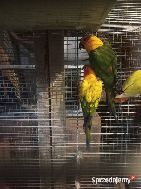 Papugi konury nimfy i inne Brusy