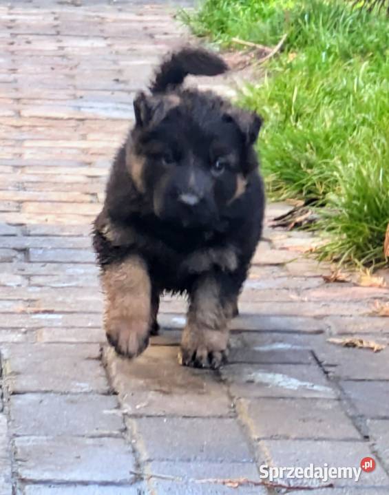 Owczarek niemiecki długowłosy Owczarek Wołów