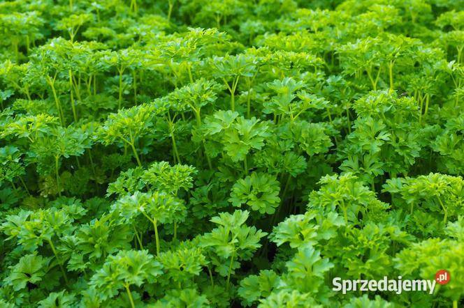 Kwiat Ślazówka z Różowa Nasiona kolekcjonerskie Nowy Sącz