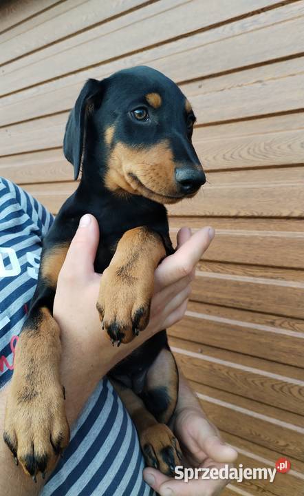 Doberman suczka szczeniak Dąbrowa Tarnowska