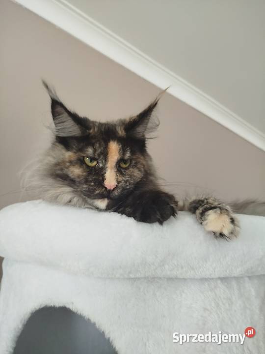 Kotka Hailey Maine Coon Szembruk