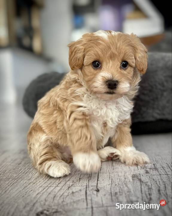 Maltipoo ciemny chłopiec gotowe do odbioru Wadowice