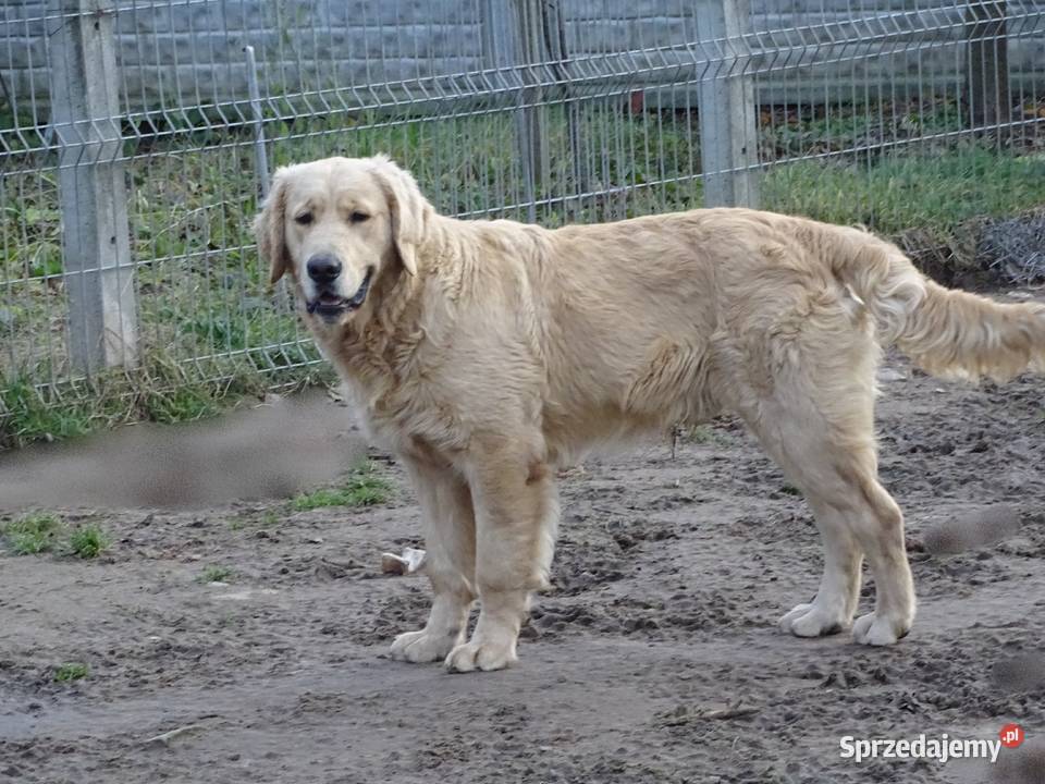 Golden retriever 7 miesięczne