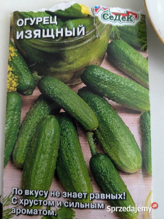 Ogórek Wierasen Gruzin Kustowoj Roznasol nasiona małopolskie Nowy Sącz