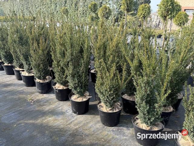 Thuja Yellow Ribbon 140 160 PRODUCENT Rydzyny sprzedam