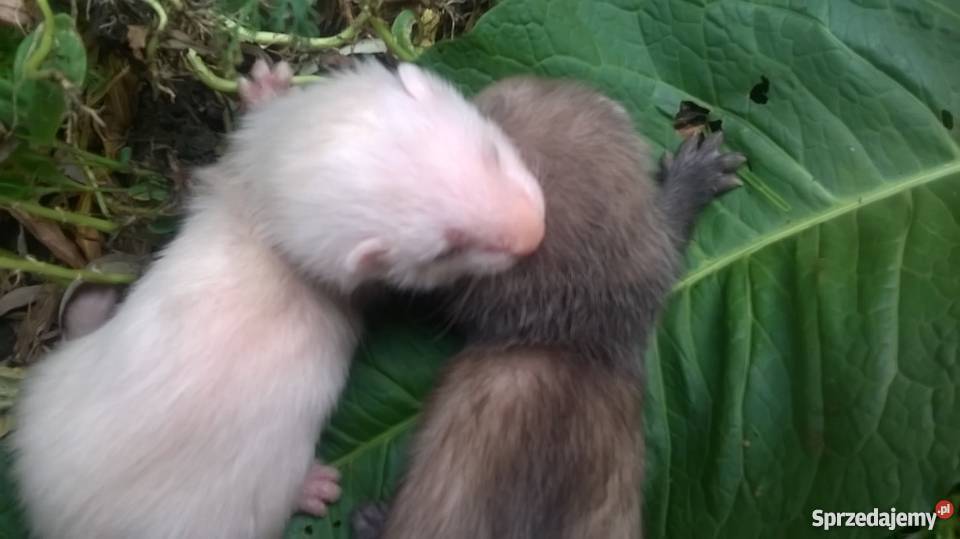 młode fretki sprzedam