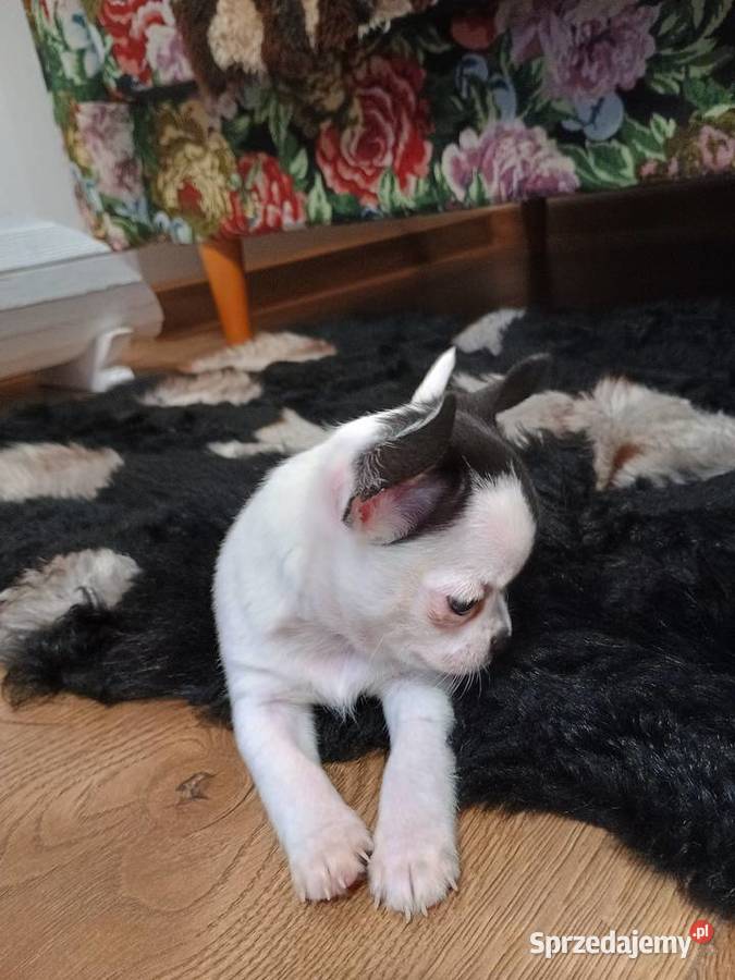 Chihuahua piękny malutki xxs EFEKT PIRAT czip