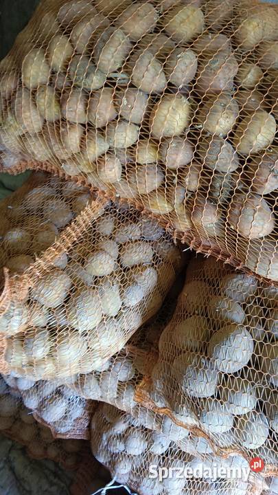 Sprzedam ziemniaki do sadzenia Rolnictwo