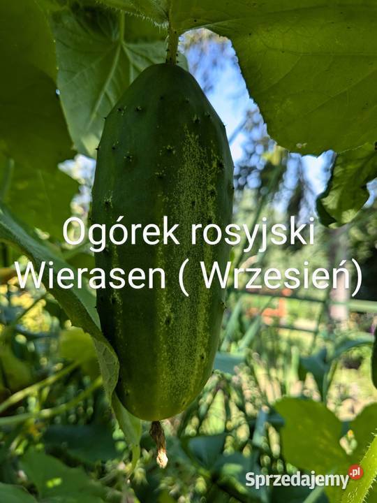 Pomidor Rosja Syberia Nasiona kolekcja odporny Kraków