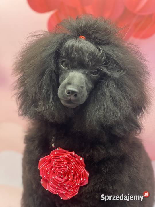 Pudel miniaturowy czarny FCI dziewczynka śląskie Zabrze