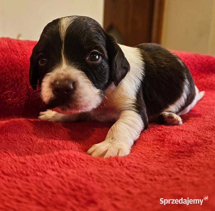 Płochacz niemiecki WACHTELHUND Piesek opolskie