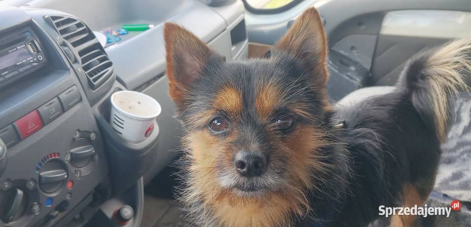 do sprzedania w całości na części Fiat Ducato Z Rzeszów