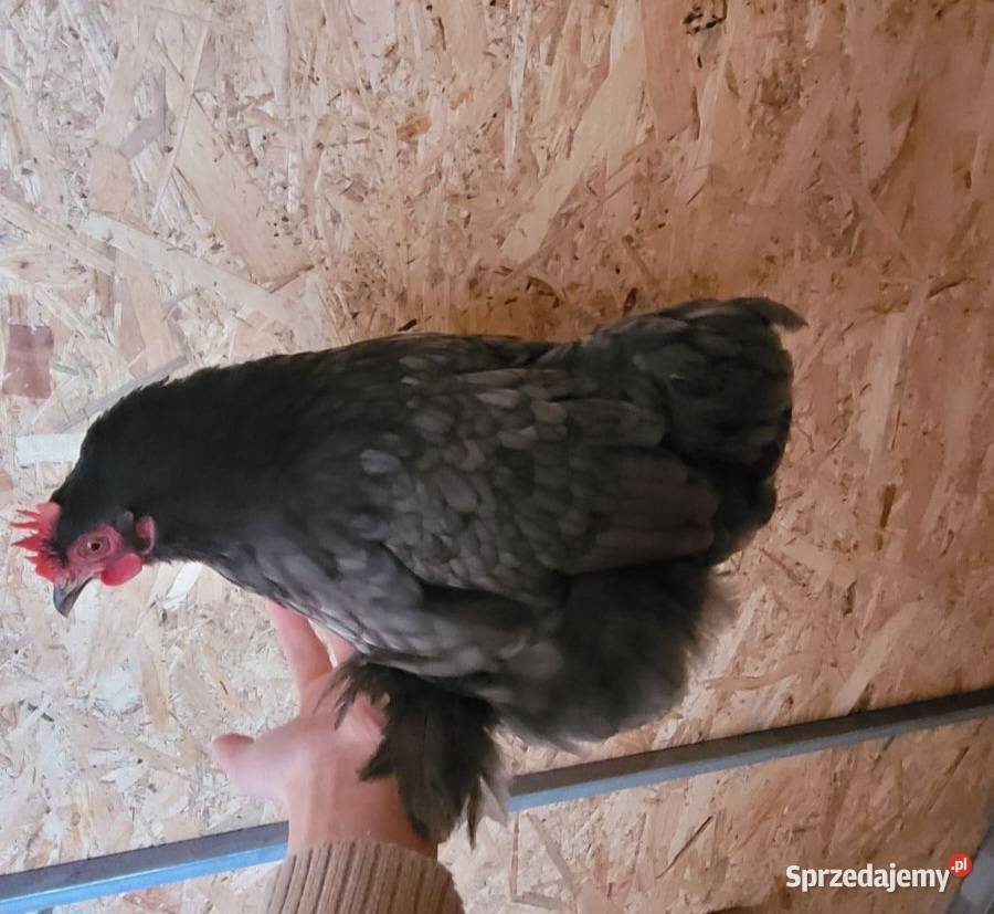 Sprzedam kochinu miniaturowe i koguta silki łódzkie Skierniewice