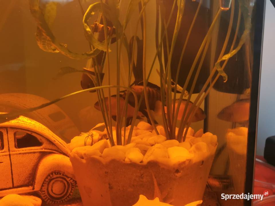 Ryby Rybki Akwariowe Akwaryjne Pyszczaki Grodzisk Wielkopolski