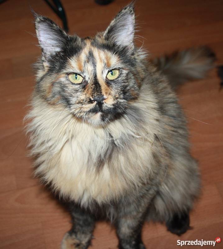 Śliczna Szylkretowa koteczka Maine Coon Koty dolnośląskie Wrocław