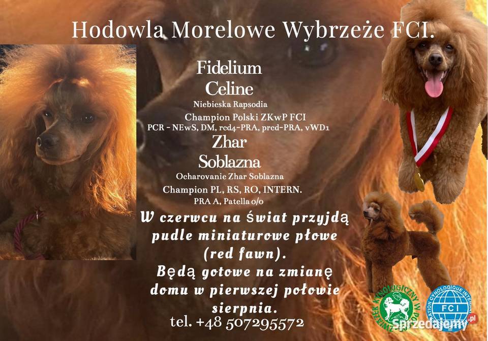 Suczka Pudel Miniaturowy ZKWPFCI Red Fawn Gdańsk sprzedam