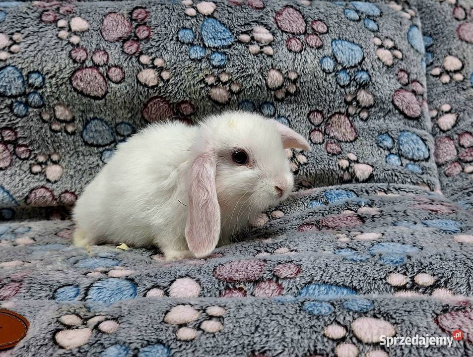 Króliczek Baranek Mini Lop samczyk Gryzonie mazowieckie Wołomin