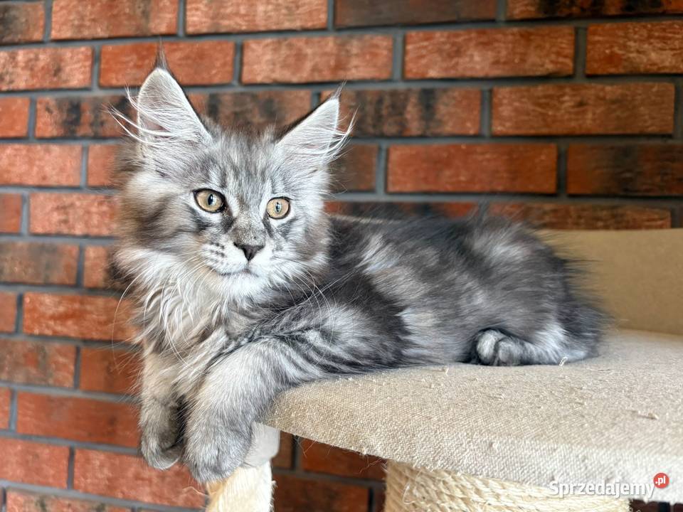 Maine Coon Kotka Mia Szembruk