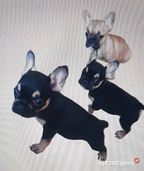 Śliczne szczeniaki buldogi francuskie Suczki Legionowo
