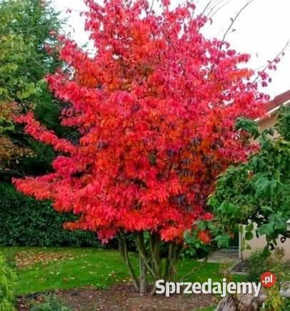 Sadzonki drzewek liściastych Lublin