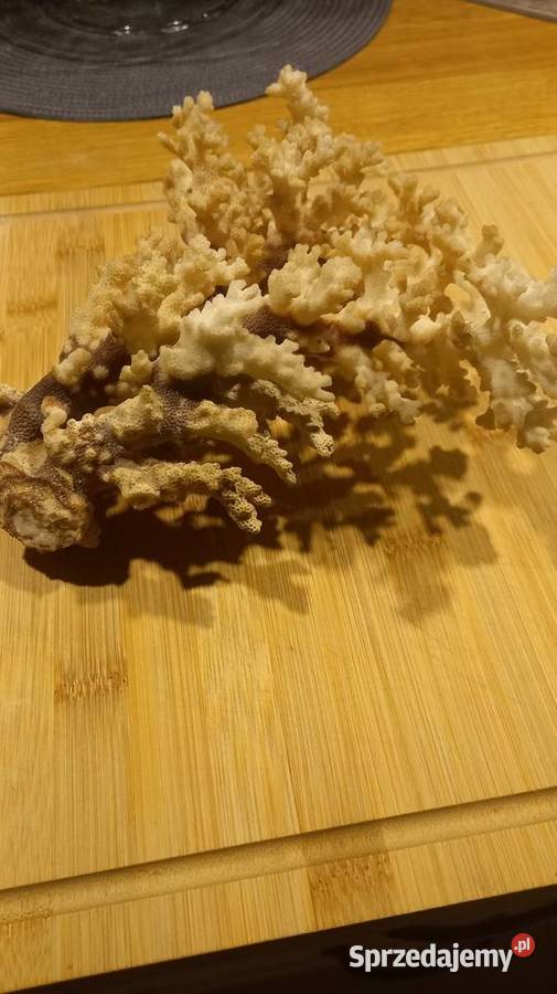 Koralowiec naturalny Antyki, Sztuka, Kolekcje Kórnik