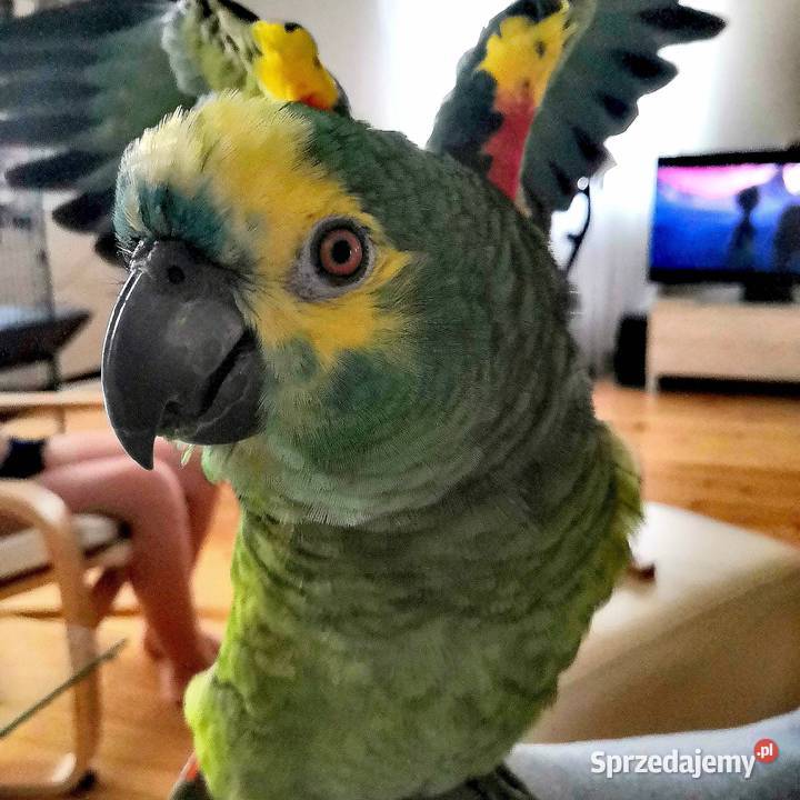 Papuga Amazonka Niebieskoczelna Kocmyrzów
