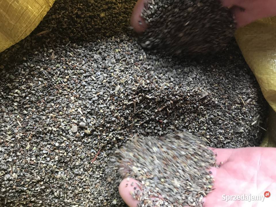 Czyszczenie i zaprawianie nasion na mokro Krężnica Jara
