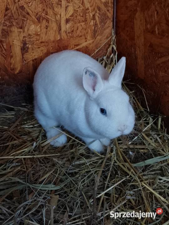 sprzedam króliki Uście Solne