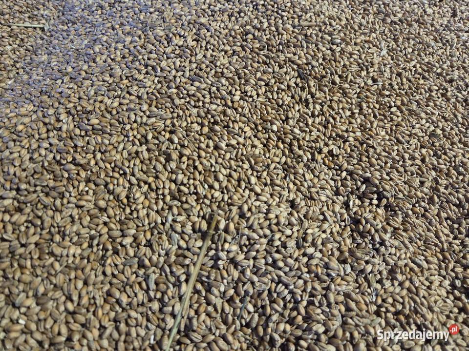Zboże pszenica wąsatka Tarnowska Wola sprzedam