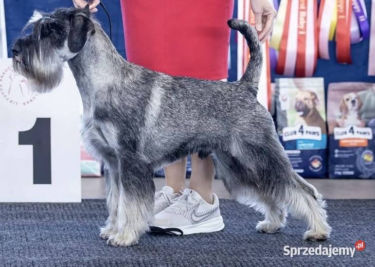 Sznaucer średni pieprz i sól z wyjatkowym