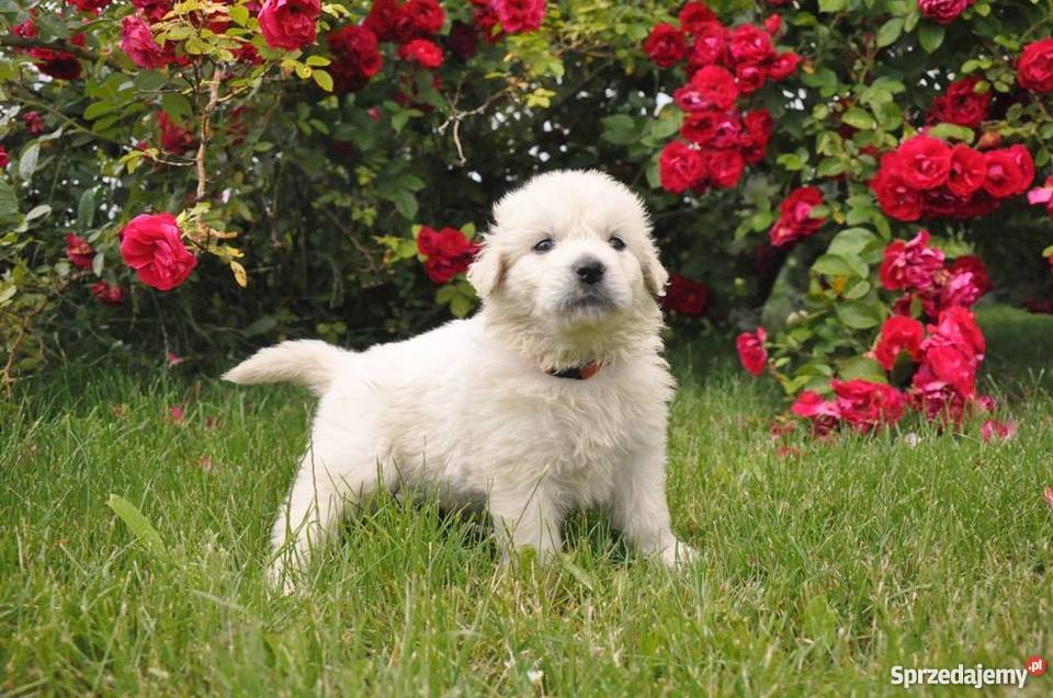 Owczarek podhalański ZkwP FCI szczeniaki sprzedam