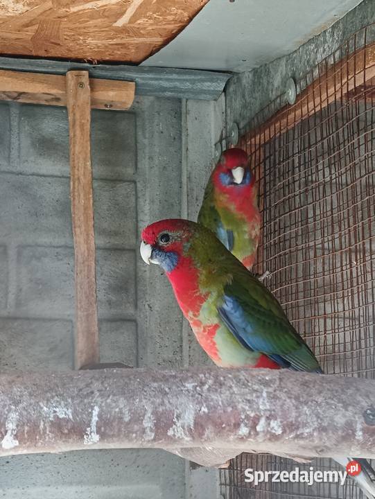 Rozelle Królewskie Pniewy