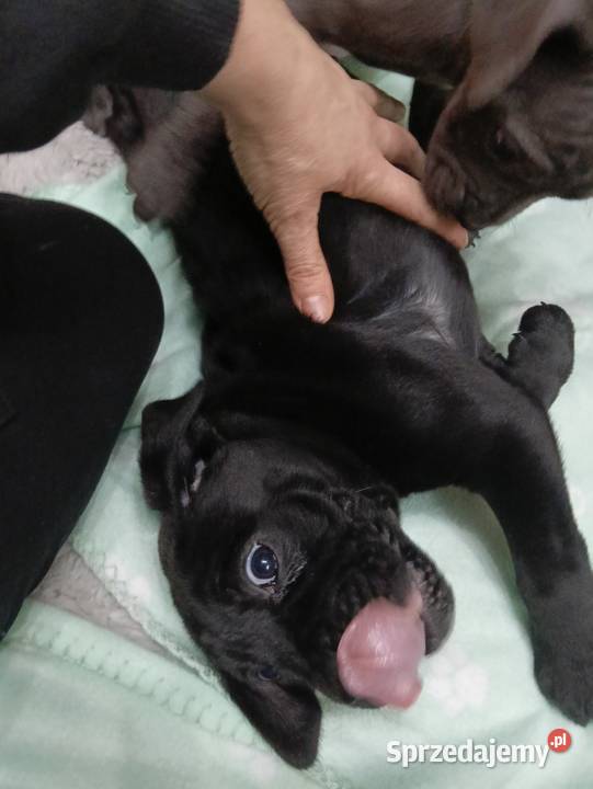 Pieski cane corso Radom