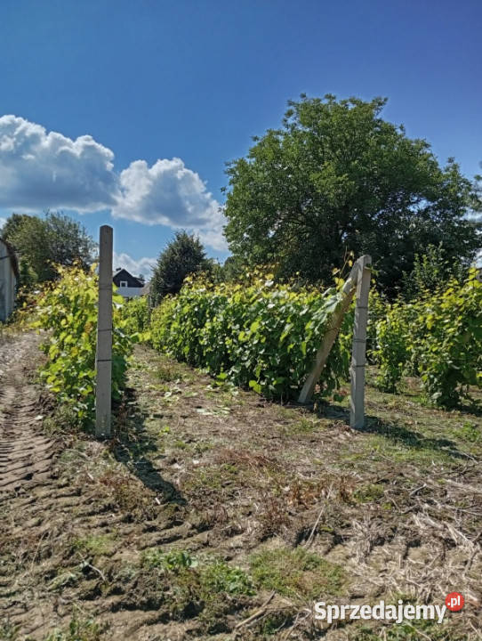 sprzedam działkę budowlaną z winnicą Ludwinów
