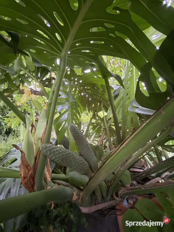 OGROMNA MONSTERA DELICIOSA ok 3 m kwitnąca i