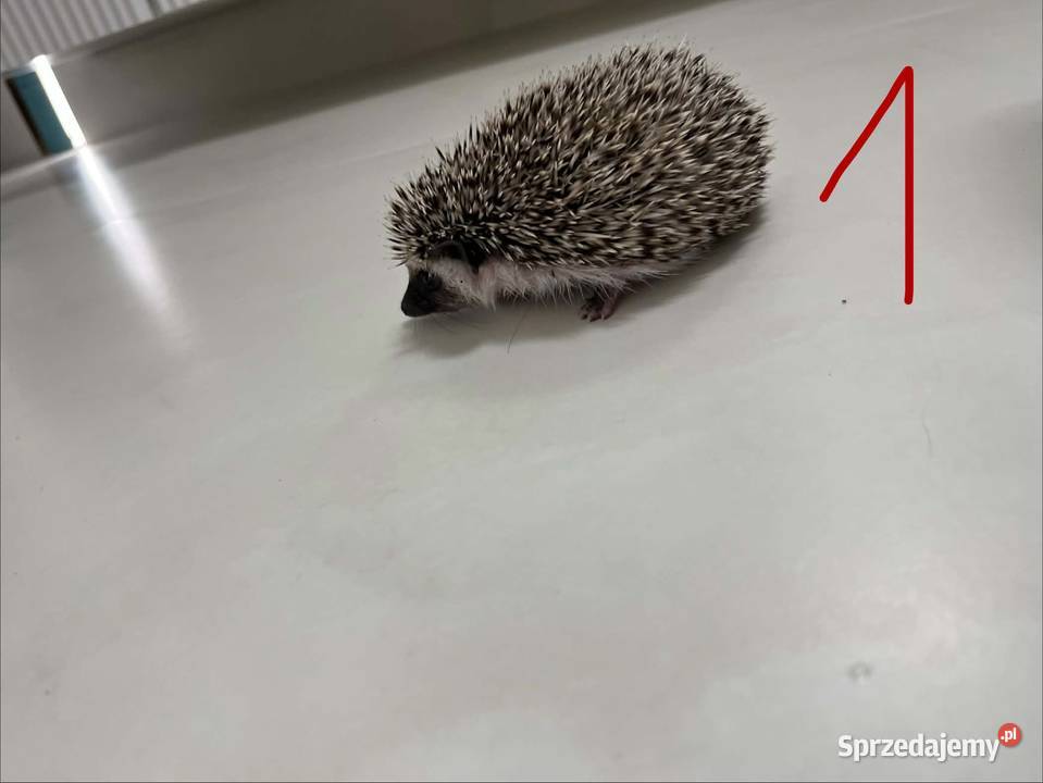Przyjazny i ciekawski Jeż Pigmejski Lubi Makowiec