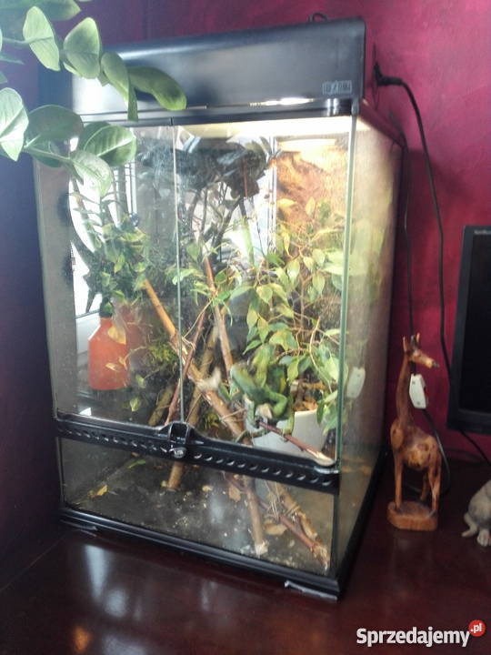 Sprzedam KAMELEON Jemeński kameleon terrarium