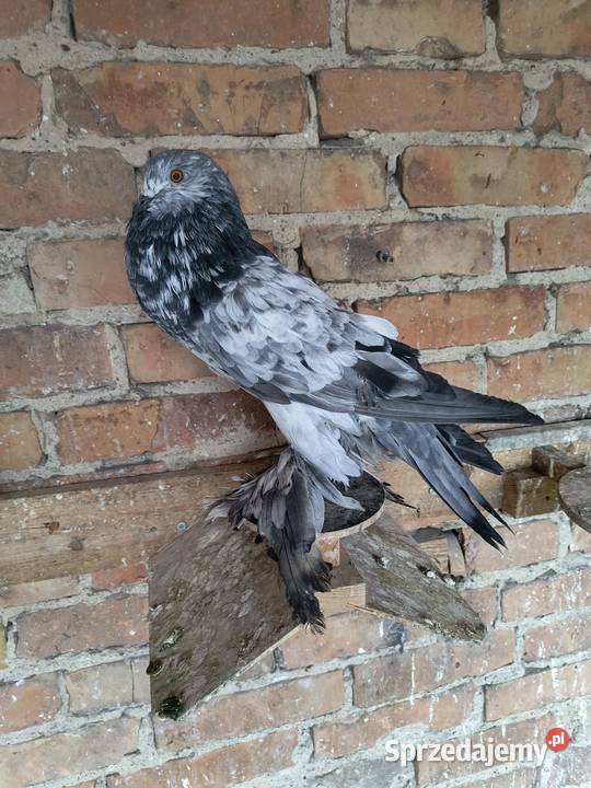 Garlacze pomorskie Ptaki Lubiechowo