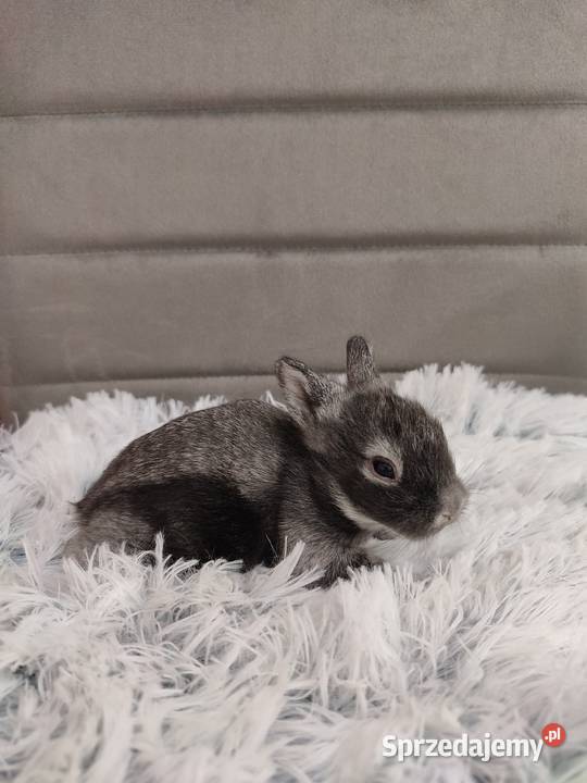 Króliczki miniaturki