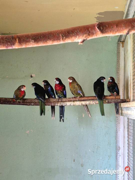 Rozelle Białolice Czarne tegoroczne Sędziszów Małopolski