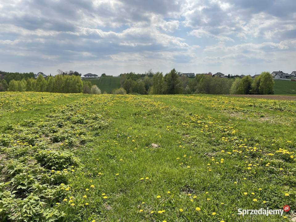 Dom z dużą działką na sprzedaż powiat staszowski Kiełczyna