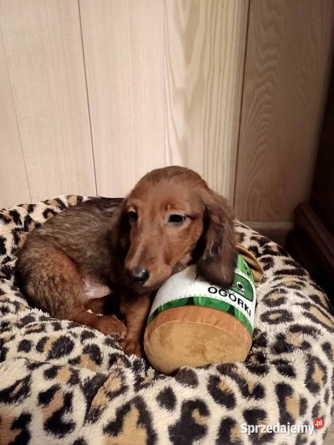 Jamnik długowłosy miniaturowy piesek Radziejów