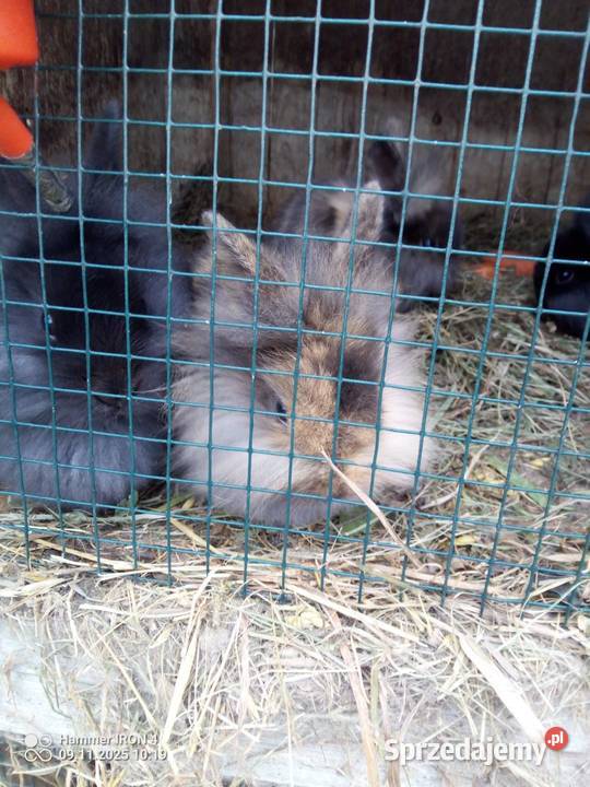 Króliki Miniaturki Izbica-Wieś