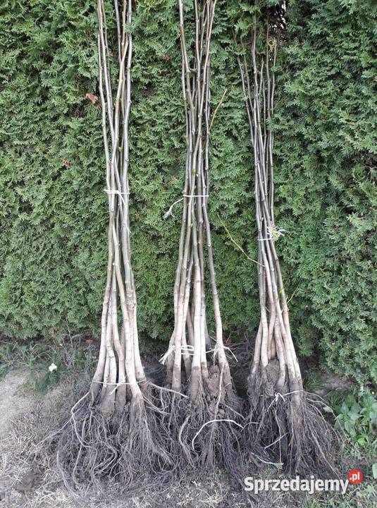 Orzechy włoskie Sadzonki orzech włoski Rośliny Sandomierz