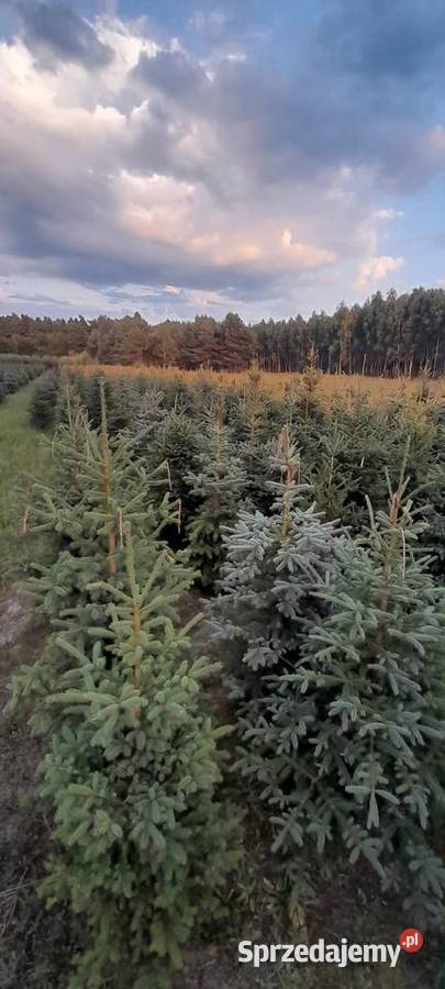 Choinki świerk srebrny srebrzysty pospolity sprzedam