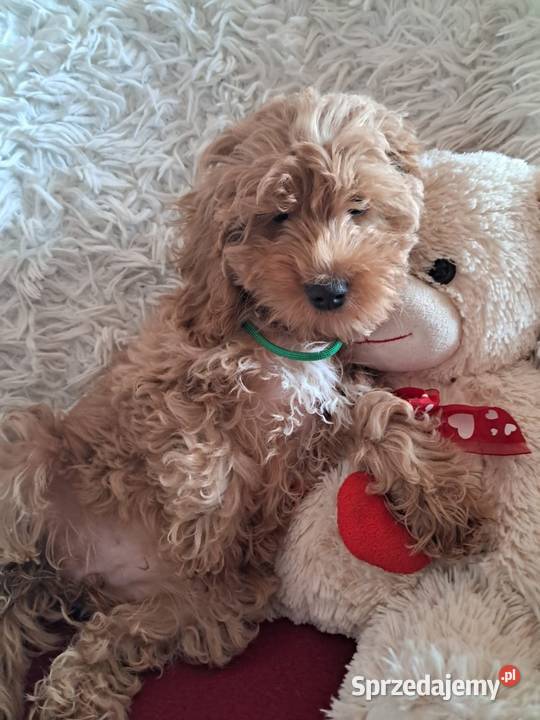 Suczka cockapoo mama cocker spaniel tata pudel Busko-Zdrój