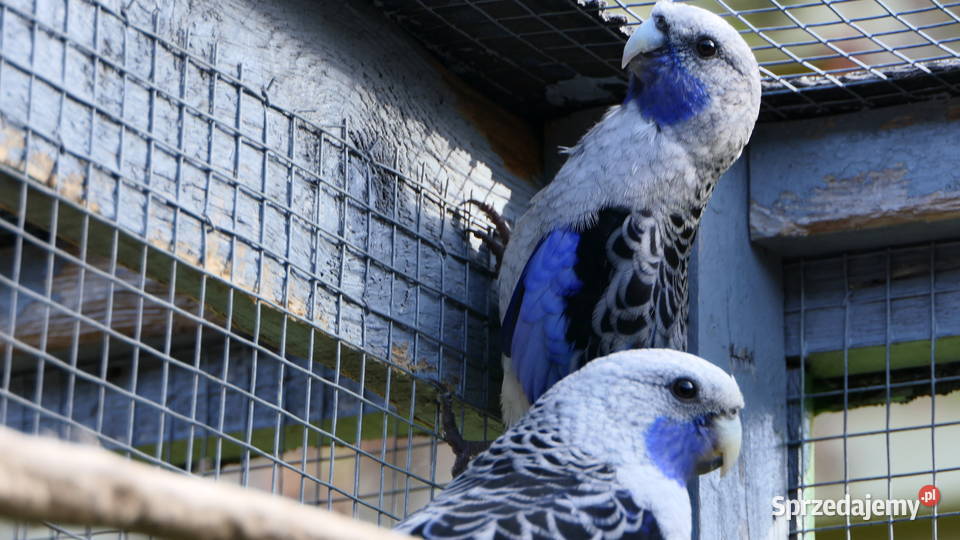 Rozella królewska niebieska Ptaki