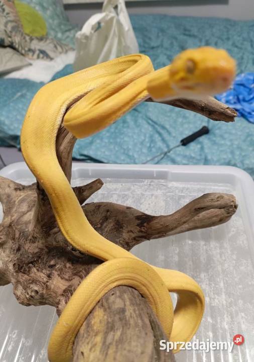 Boa leśny samica z papierami Gady i płazy