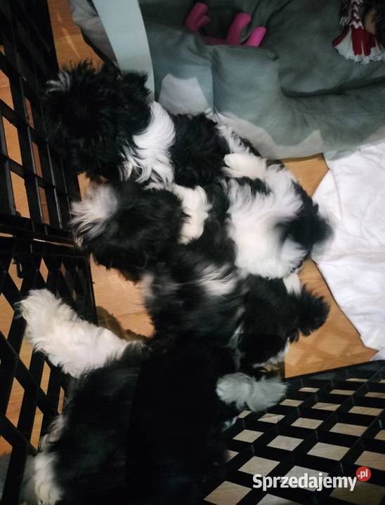 Małe szczeniaki Shihtzu białoczarne Chojna