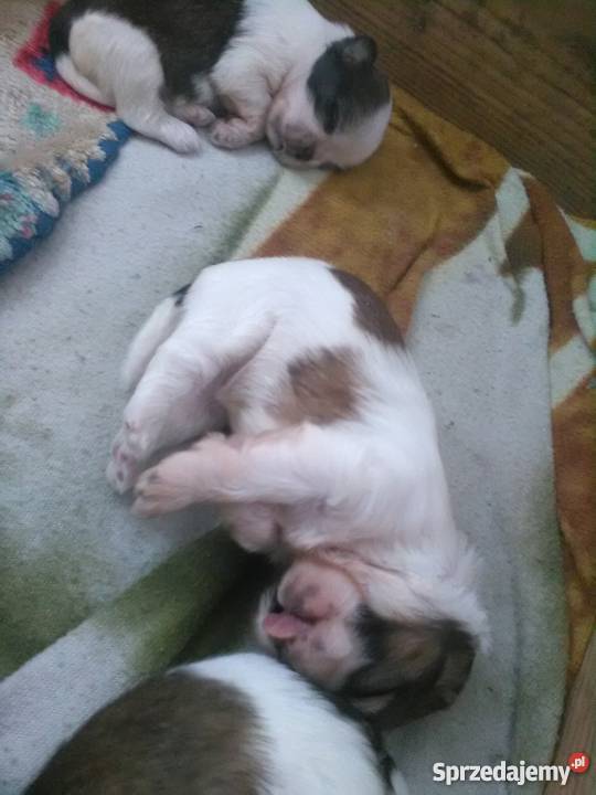Śliczne shih tzu Dzierżoniów